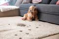 Carpet Stain Removal