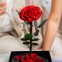 Dome Rose