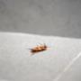 Pro Pest Control Perth