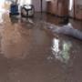 Water Damage Restoration Sydney