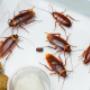 Cockroach Extermination Brisbane