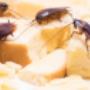 Cockroach Extermination Brisbane