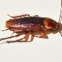 Cockroach Extermination Brisbane