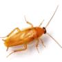 Cockroach Extermination Brisbane