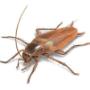 Cockroach Extermination Brisbane