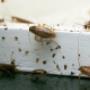 Cockroach Extermination Brisbane