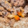 Pro Pest Control Townsville