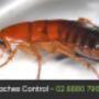 Eco Pest Control Sydney
