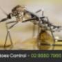 Eco Pest Control Sydney