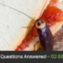 Eco Pest Control Sydney