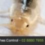 Eco Pest Control Sydney