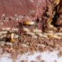 Pro Pest Control Cairns