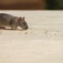 Pro Pest Control Cairns