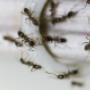 Pro Pest Control Cairns