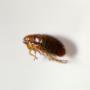Pro Pest Control Cairns