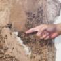 Termites