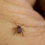 Pro Pest Control Canberra