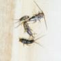 Pro Pest Control Canberra