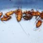 Pro Pest Control Canberra