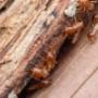 Pro Pest Control Canberra
