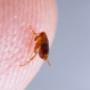 Pro Pest Control Canberra