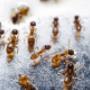 Pro Pest Control Canberra