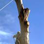 Large Tree Removal