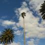 Palm pruning