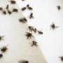 711 Pest Control Melbourne