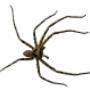 711 Pest Control Melbourne