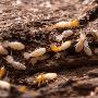 711 Pest Control Melbourne