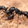 711 Pest Control Melbourne