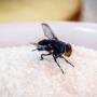 711 Pest Control Melbourne