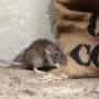 711 Pest Control Melbourne