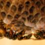 Wasp Removal