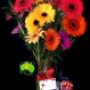 20 Fresh From the Farm Gerberas Free Vase & Free Delivery