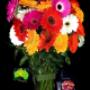 30 Fresh From the Farm Gerberas Free Vase & Free Delivery