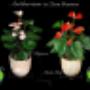 Anthurium In Planter