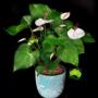 Anthurium in Planter
