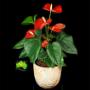 Anthurium in Planter