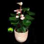 Anthurium in Planter