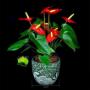 Anthurium in Planter