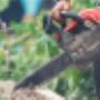 Tree Removal Adelaide