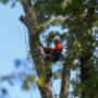 Tree Removal