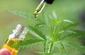 Review Medicinal Cannabis Consultation