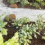 NatureScapes Landscaping Byron Bay