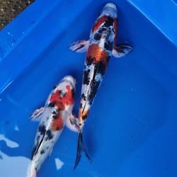 Hambly Fish Hatchery.