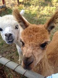 Braeside Mt Macedon Country Retreat and Bed & Breakfast