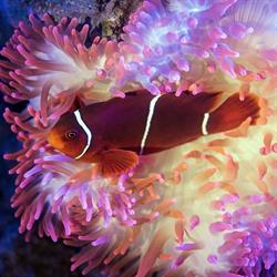 Reef Haven Aquarium