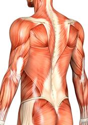 Enmore Centre for Spine & Musculoskeletal Health